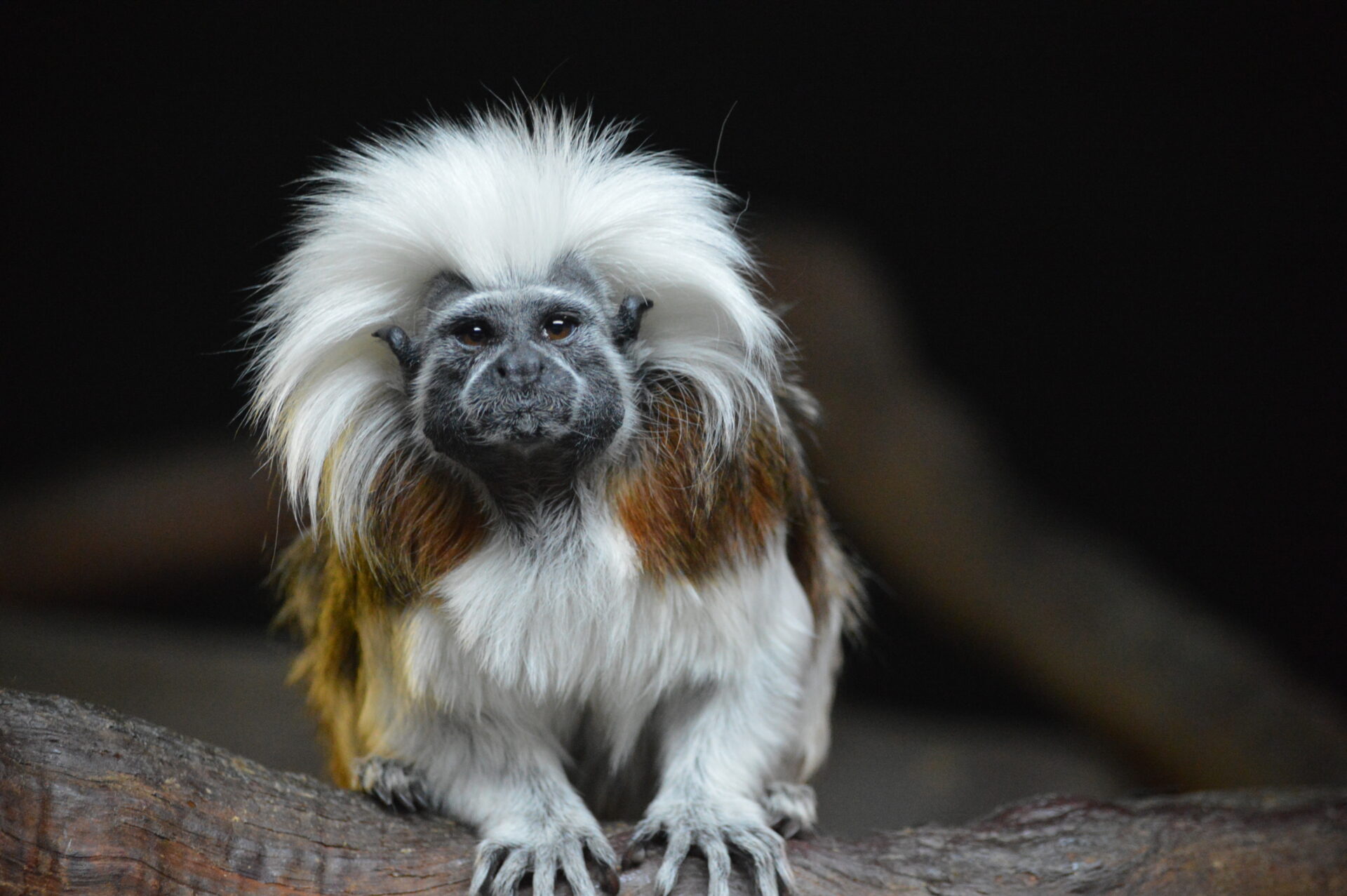 Tamarin Monkeys - Facts, Information & Habitat